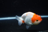 Juvenile Lionchu  Red White 4 Inch (ID#1122R11a-9) Free2Day SHIPPING