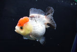 Short Body Thai Oranda  Tricolor 3.5 Inch (ID#1025To14b-63) Free2Day SHIPPING