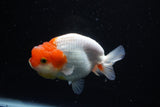 Juvenile Lionchu  Red White 4 Inch (ID#1122R11a-9) Free2Day SHIPPING