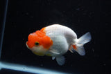 Juvenile Lionchu  Red White 4 Inch (ID#1122R11a-9) Free2Day SHIPPING