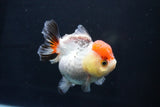 Short Body Thai Oranda  Tricolor 3.5 Inch (ID#1025To14b-63) Free2Day SHIPPING