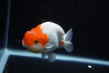 Juvenile Lionchu  Red White 4 Inch (ID#1122R11a-9) Free2Day SHIPPING