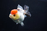 Short Body Thai Oranda  Tricolor 3.5 Inch (ID#1025To14b-63) Free2Day SHIPPING