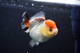 Short Body Thai Oranda  Tricolor 3.5 Inch (ID#1025To14b-63) Free2Day SHIPPING