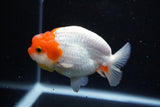 Juvenile Lionchu  Red White 4 Inch (ID#1122R11a-9) Free2Day SHIPPING