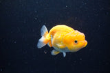 Juvenile Lionchu  Red White 3.5 Inch (ID#1122R11a-10) Free2Day SHIPPING