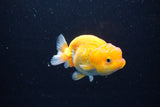 Juvenile Lionchu  Red White 3.5 Inch (ID#1122R11a-10) Free2Day SHIPPING