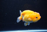 Juvenile Lionchu  Red White 3.5 Inch (ID#1122R11a-10) Free2Day SHIPPING