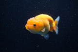 Juvenile Lionchu  Red White 3.5 Inch (ID#1122R11a-10) Free2Day SHIPPING