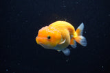 Juvenile Lionchu  Red White 3.5 Inch (ID#1122R11a-10) Free2Day SHIPPING