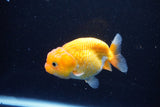 Juvenile Lionchu  Red White 3.5 Inch (ID#1122R11a-10) Free2Day SHIPPING