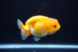 Juvenile Lionchu  Red White 3.5 Inch (ID#1122R11a-10) Free2Day SHIPPING