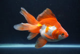 Ryukin Long Tail Red White 5.5 Inch (ID#0110Ry7b-1) Free2Day SHIPPING