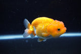 Juvenile Lionchu  Red White 3.5 Inch (ID#1122R11a-10) Free2Day SHIPPING