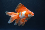 Ryukin Long Tail Red White 5.5 Inch (ID#0110Ry7b-1) Free2Day SHIPPING