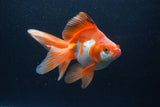 Ryukin Long Tail Red White 5.5 Inch (ID#0110Ry7b-1) Free2Day SHIPPING