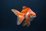 Ryukin Long Tail Red White 5.5 Inch (ID#0110Ry7b-1) Free2Day SHIPPING