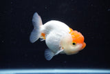 Juvenile Lionchu  Red White 3.5 Inch (ID#1122R11a-11) Free2Day SHIPPING