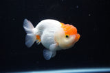 Juvenile Lionchu  Red White 3.5 Inch (ID#1122R11a-11) Free2Day SHIPPING