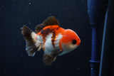 Short Body Thai Oranda  Tricolor 3.5 Inch (ID#1025To14b-65) Free2Day SHIPPING