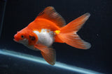 Ryukin Long Tail Red White 5.5 Inch (ID#0110Ry7b-1) Free2Day SHIPPING