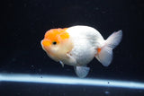 Juvenile Lionchu  Red White 3.5 Inch (ID#1122R11a-11) Free2Day SHIPPING