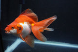 Ryukin Long Tail Red White 5.5 Inch (ID#0110Ry7b-1) Free2Day SHIPPING