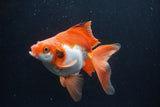 Ryukin Long Tail Red White 5.5 Inch (ID#0110Ry7b-1) Free2Day SHIPPING