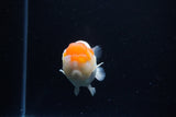 Juvenile Lionchu  Red White 3.5 Inch (ID#1122R11a-11) Free2Day SHIPPING