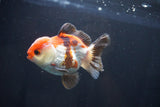 Short Body Thai Oranda  Tricolor 3.5 Inch (ID#1025To14b-65) Free2Day SHIPPING