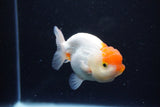 Juvenile Lionchu  Red White 3.5 Inch (ID#1122R11a-11) Free2Day SHIPPING