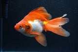 Ryukin Long Tail Red White 5.5 Inch (ID#0110Ry7b-1) Free2Day SHIPPING