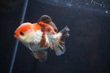 Short Body Thai Oranda  Tricolor 3.5 Inch (ID#1025To14b-65) Free2Day SHIPPING