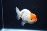 Juvenile Lionchu  Red White 3.5 Inch (ID#1122R11a-11) Free2Day SHIPPING