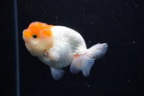 Juvenile Lionchu  Red White 3.5 Inch (ID#1122R11a-11) Free2Day SHIPPING