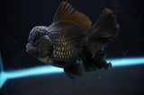 Thai Oranda  Tricolor 6.5 Inch (ID#314T6c-109)