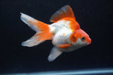 Ryukin Long Tail Red White 5 Inch (ID#0110Ry7b-2) Free2Day SHIPPING