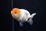 Juvenile Lionchu  Red White 3.5 Inch (ID#1122R11a-11) Free2Day SHIPPING