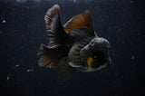 Thai Oranda  Tricolor 6.5 Inch (ID#314T6c-109)