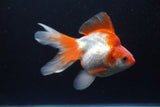 Ryukin Long Tail Red White 5 Inch (ID#0110Ry7b-2) Free2Day SHIPPING