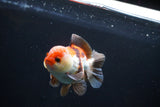 Short Body Thai Oranda  Tricolor 3.5 Inch (ID#1025To14b-65) Free2Day SHIPPING