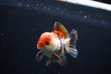 Short Body Thai Oranda  Tricolor 3.5 Inch (ID#1025To14b-65) Free2Day SHIPPING