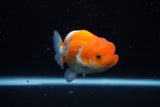 Juvenile Lionchu  Red White 3.5 Inch (ID#1122R11a-12) Free2Day SHIPPING