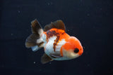 Short Body Thai Oranda  Tricolor 3.5 Inch (ID#1025To14b-65) Free2Day SHIPPING