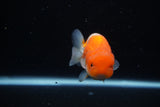 Juvenile Lionchu  Red White 3.5 Inch (ID#1122R11a-12) Free2Day SHIPPING