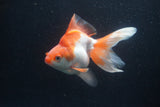 Ryukin Long Tail Red White 5 Inch (ID#0110Ry7b-2) Free2Day SHIPPING