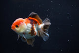 Short Body Thai Oranda  Tricolor 3.5 Inch (ID#1025To14b-65) Free2Day SHIPPING