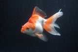 Ryukin Long Tail Red White 5 Inch (ID#0110Ry7b-2) Free2Day SHIPPING