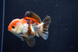 Short Body Thai Oranda  Tricolor 3.5 Inch (ID#1025To14b-65) Free2Day SHIPPING