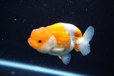 Juvenile Lionchu  Red White 3.5 Inch (ID#1122R11a-12) Free2Day SHIPPING